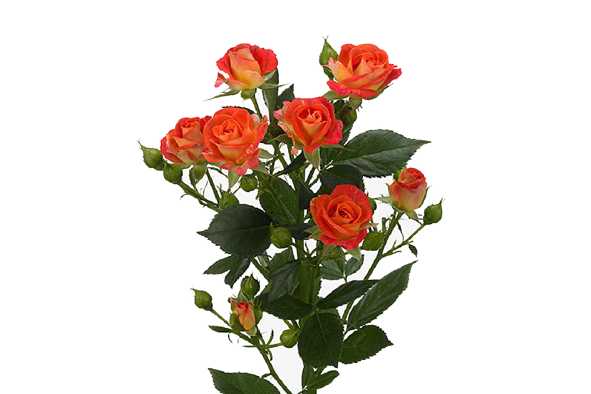 эквадор роза кустовая
