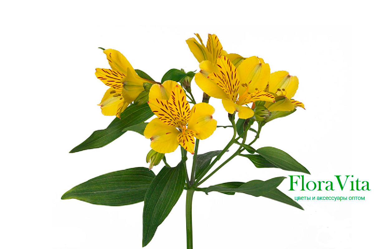 Альстромерия (Alstroemeria)