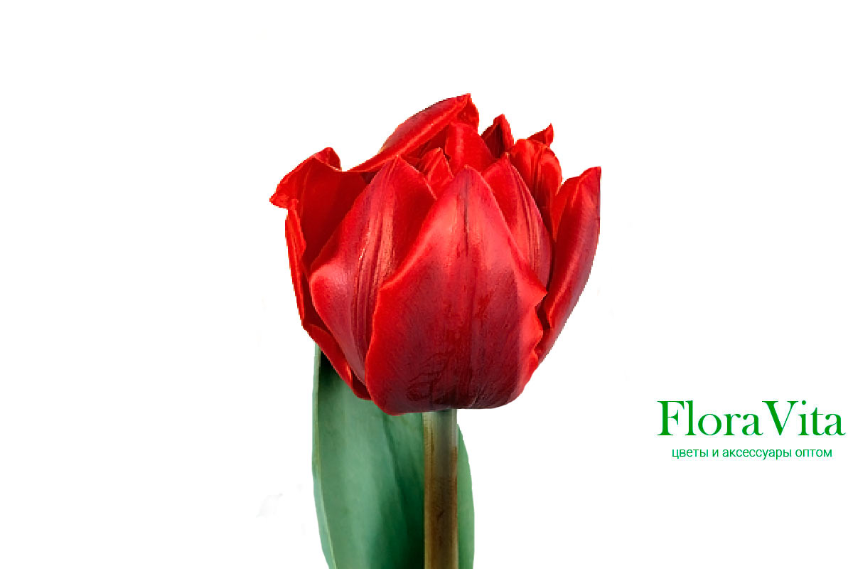 Тюльпан red princess фото и описание