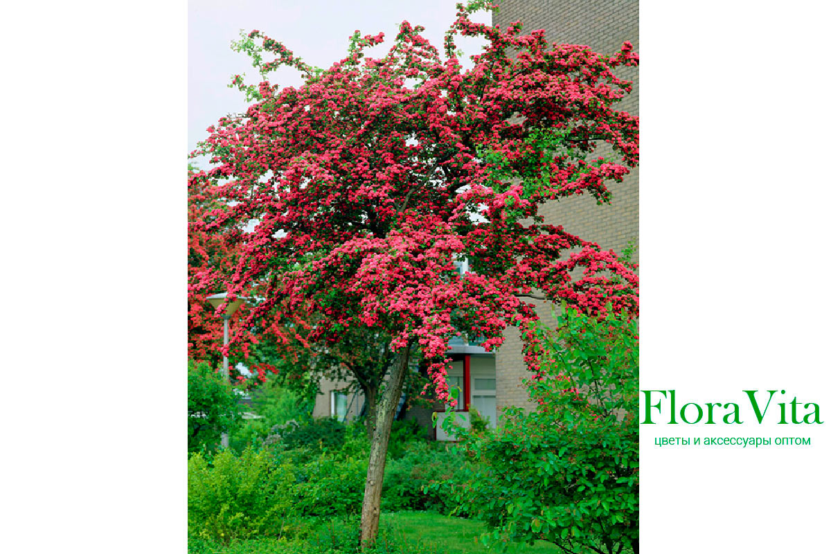 Crataegus laevigata paul s scarlet фото