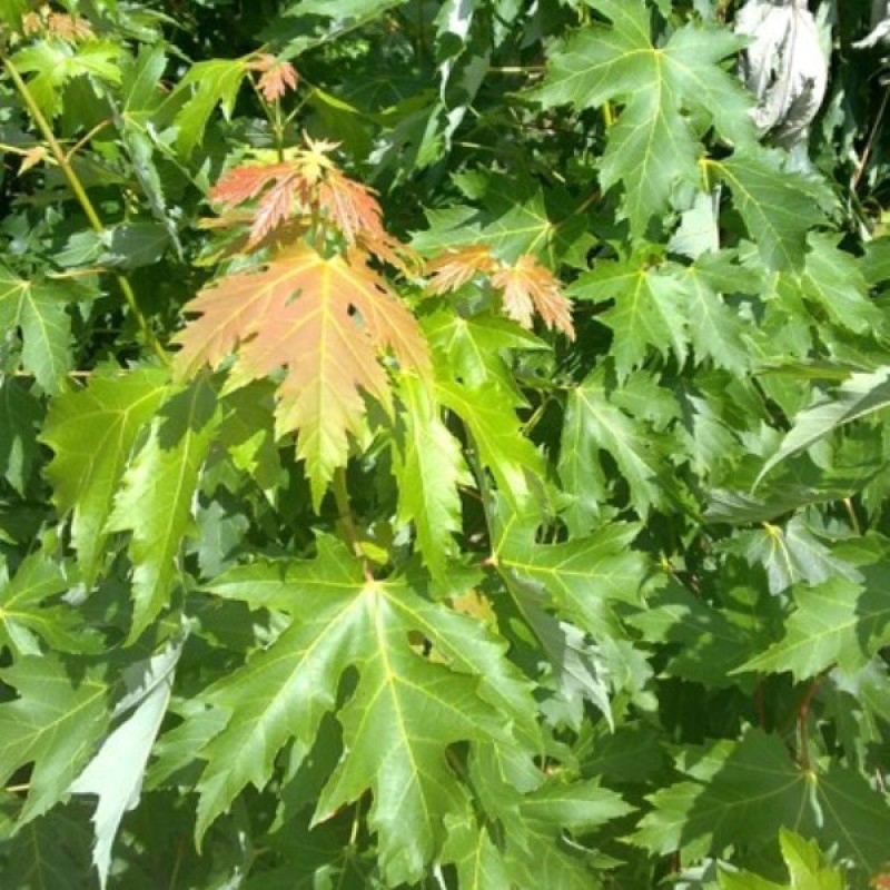 Дерево с серебряными листьями фото и названия